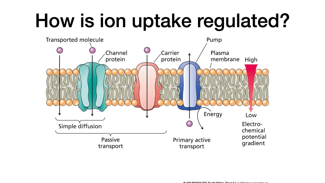 Plant Physiology: L4: Ion Transport Mechanisms