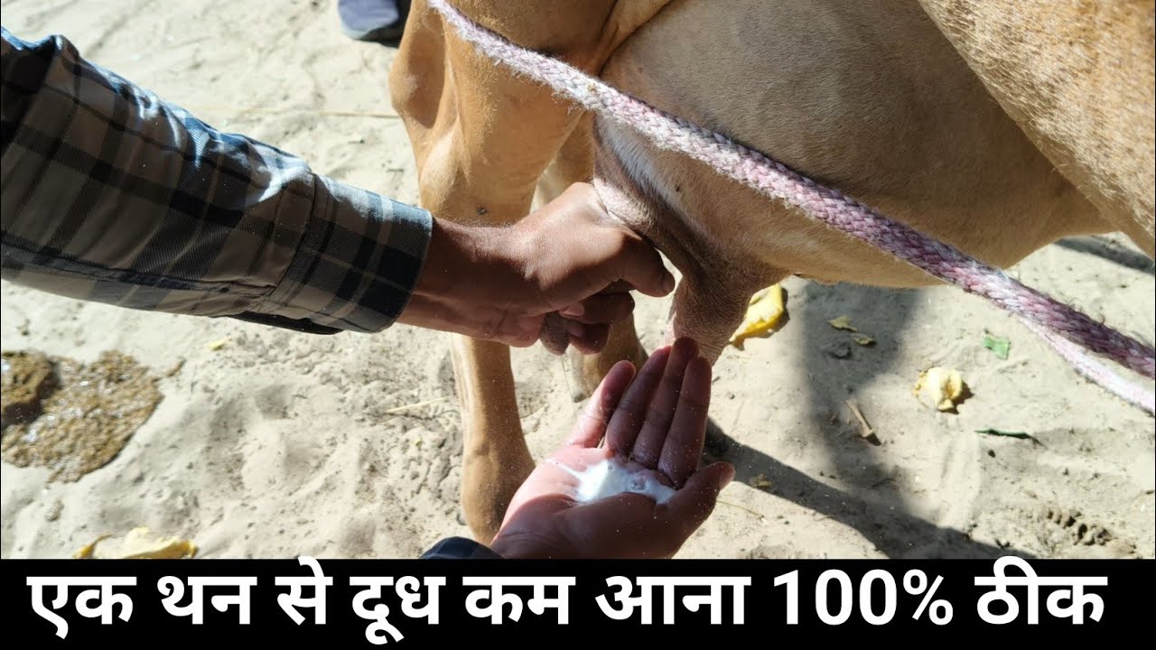 गाय के एक थन में दूध कम आना 100% ठीक करेगी ये दवाएं 💪🏽