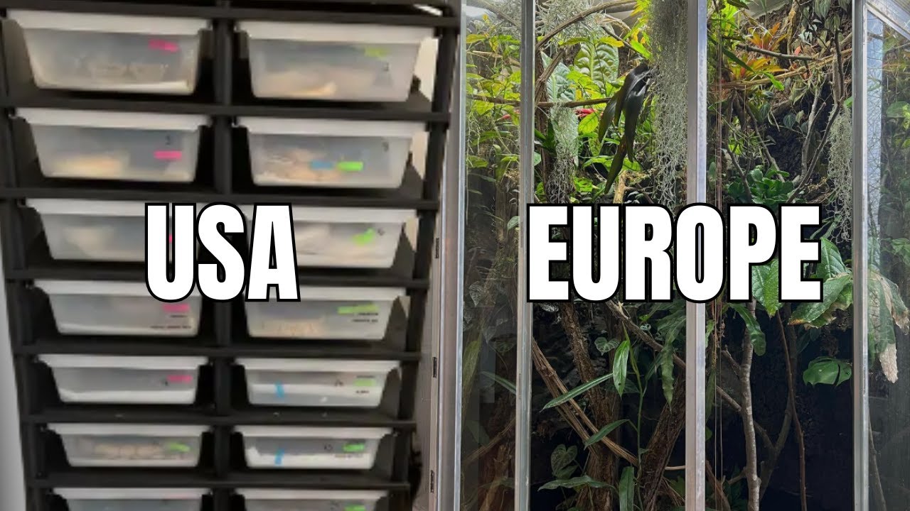 Keeping Reptiles in Europe VS America - Round Table 8