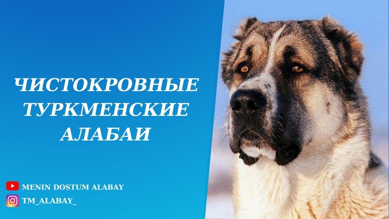 Чистокровные Туркменские Алабаи. Легендарный Атагельди ага.