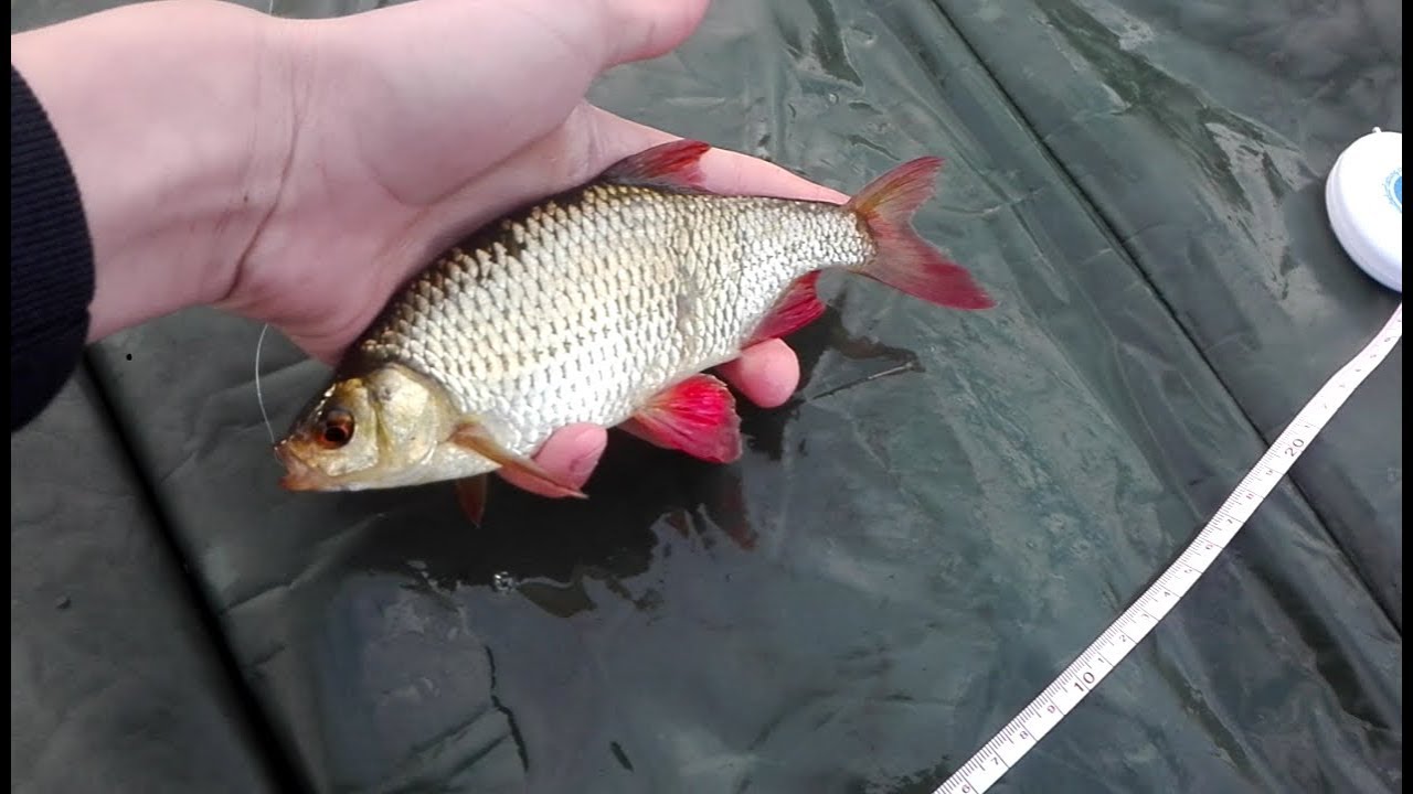 met de vlok op Groote ruisvoorn [PikeFishing NL]