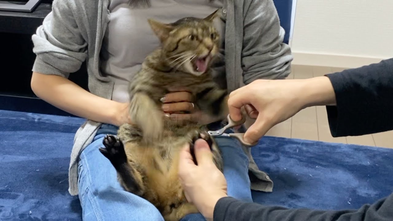 この世で最も恐ろしい凶暴猫がこちら... まとめ２