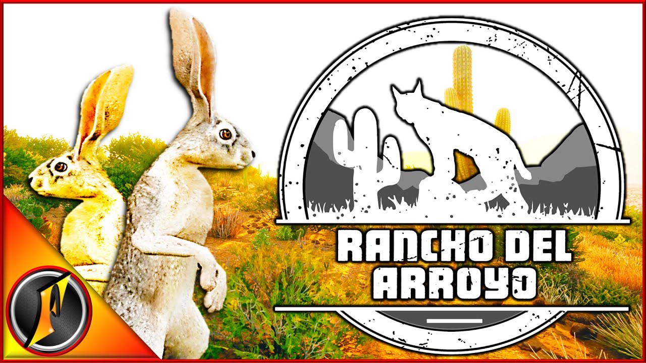 Tracking & Chasing Antelope Jackrabbits on Rancho Del Arroyo!