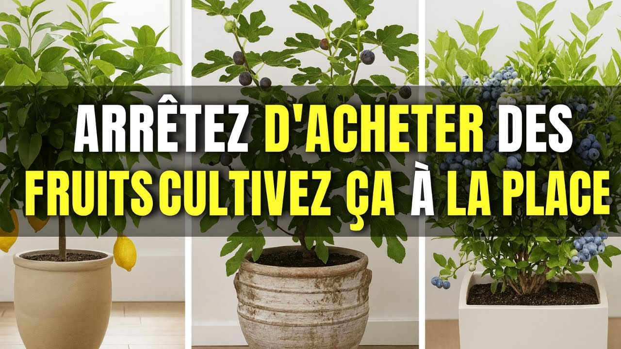 15 meilleurs arbres fruitiers qui POUSSENT en POTS et dans les petits espaces