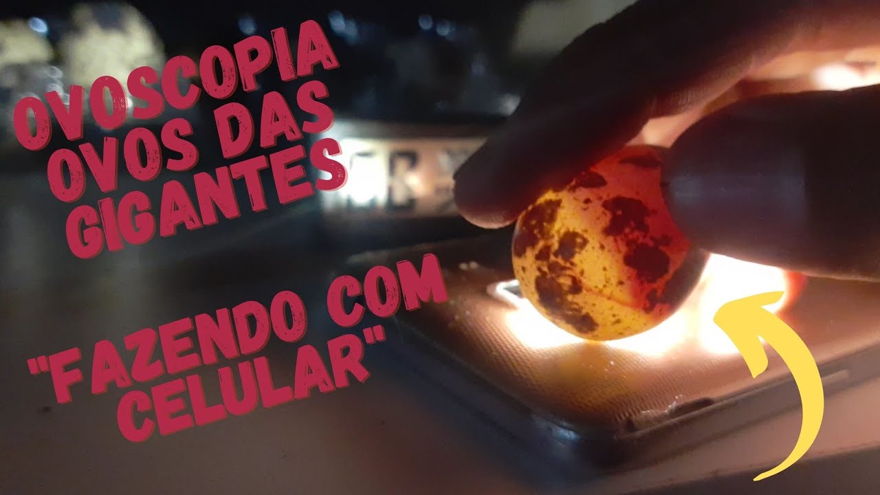 Fazendo ovoscopia ovos Gigantes + atualizando postura Aumentou+ casinha nova