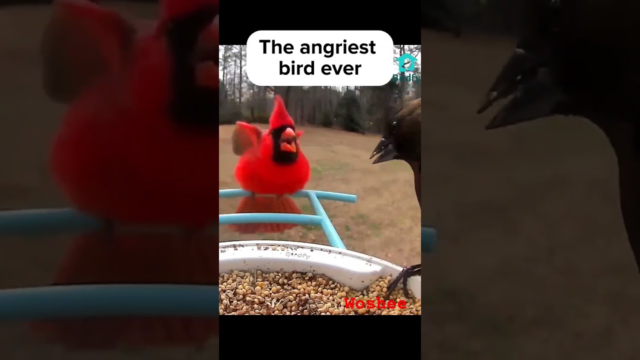 [CEMENTMIX] The Angriest Bird