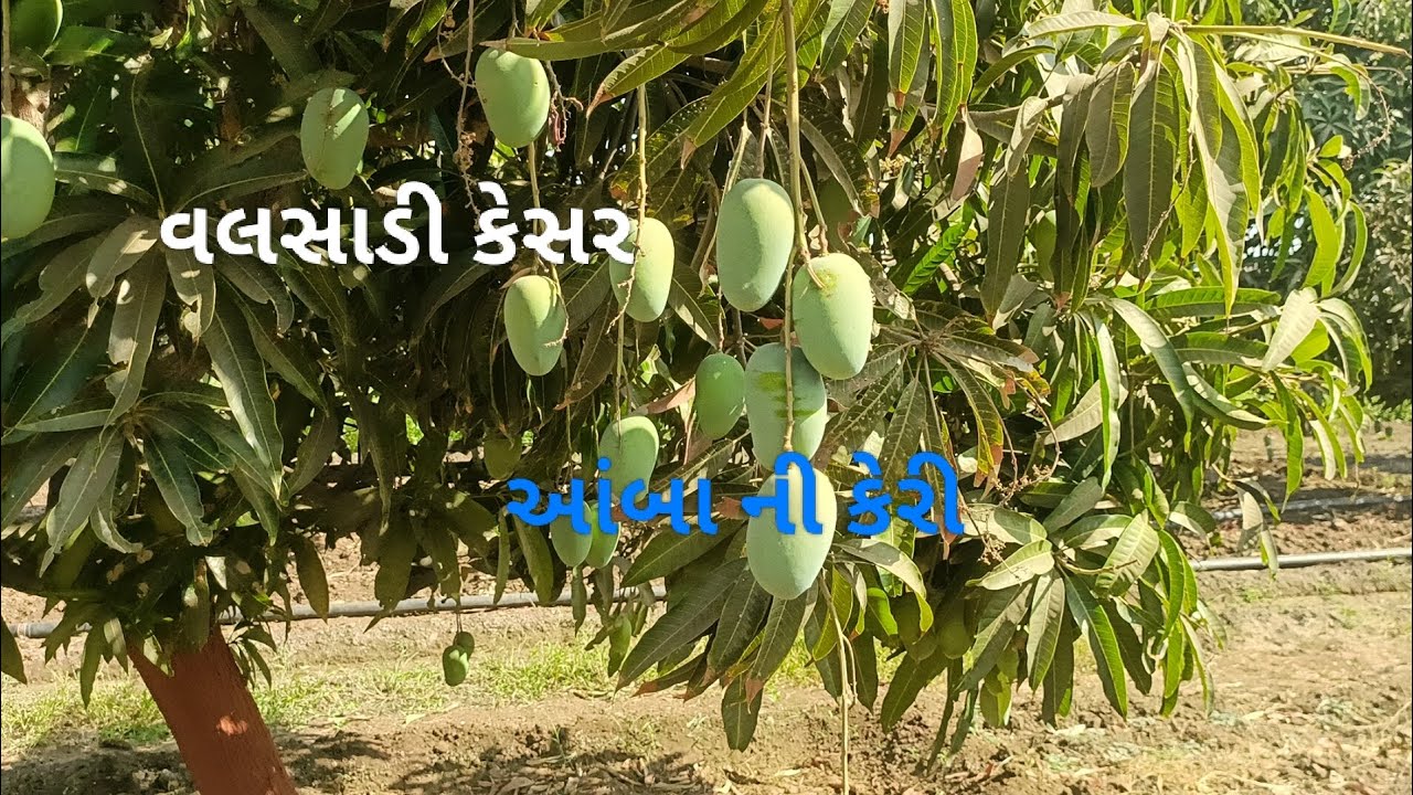 વલસાડ ની  કેસર કેરી 🍋#vairalvideo #farming
