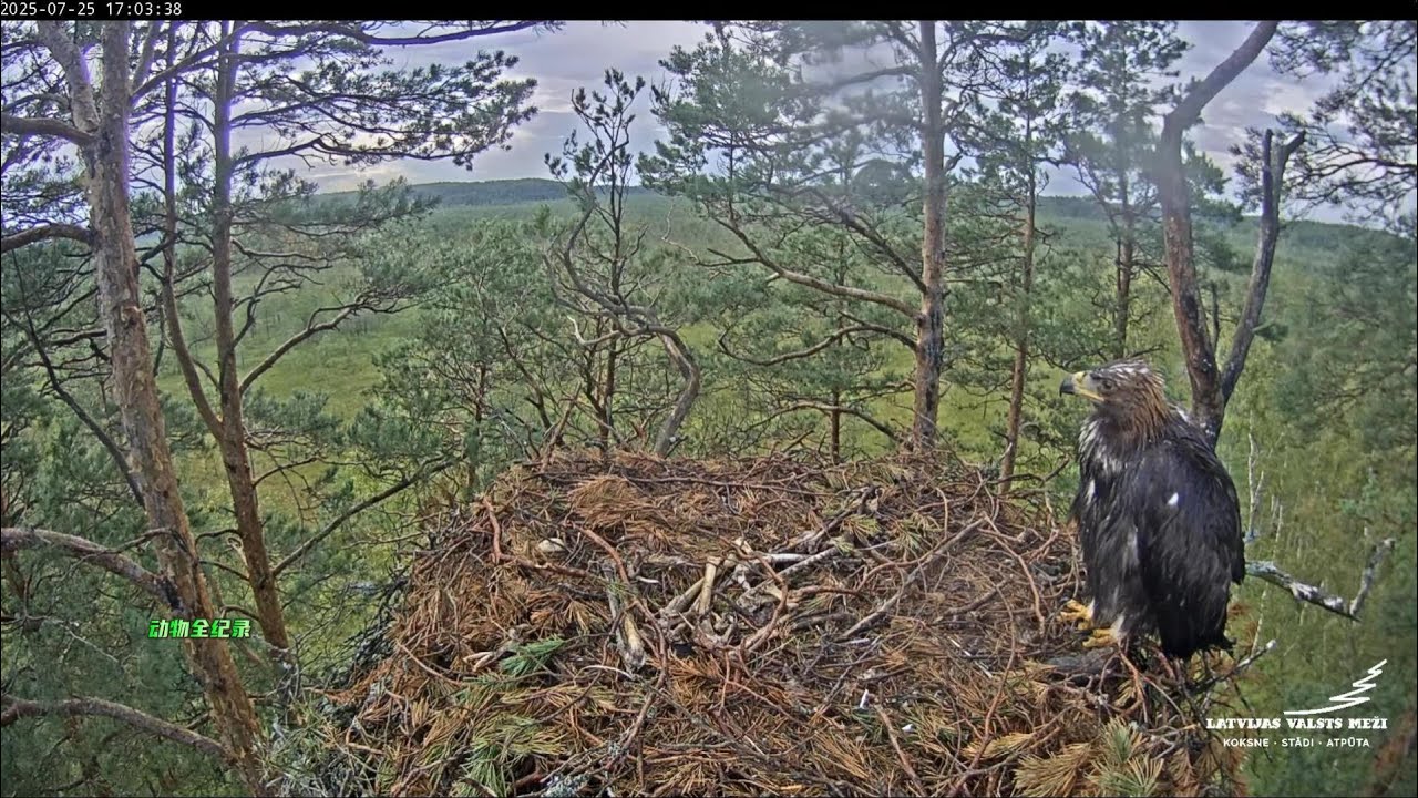 由于饥饿，小丧彪往日帅气已然不见，它一副落魄模样，有点小可怜