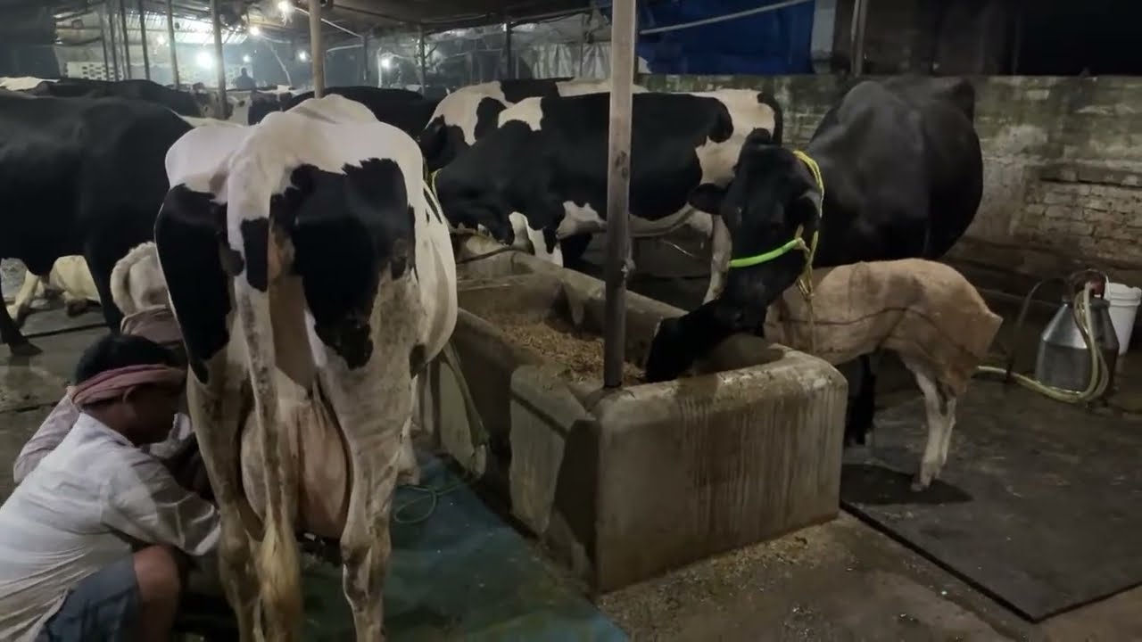Live Milking of Top Performing Cattle @ TDM Dairy Mokama