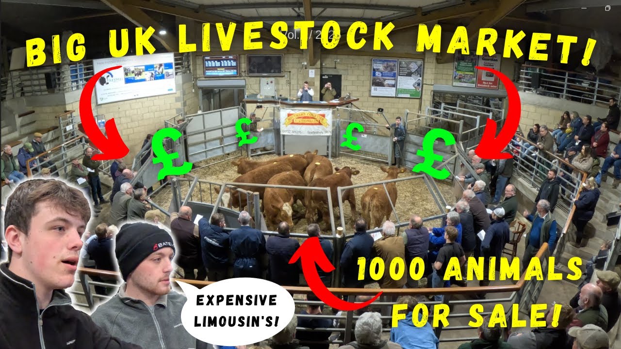 BIG UK LIVESTOCK MARKET! | SALISBURY MARKET