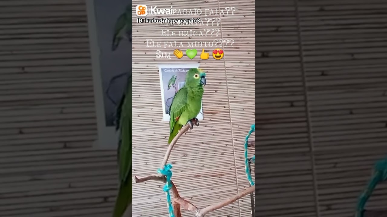 SEU PAPAGAIO FALA O QUE???CANTA MUITO???FALA DEMAIS COM PRIORIDADE???@KADUZINHO_PAPAGAIO