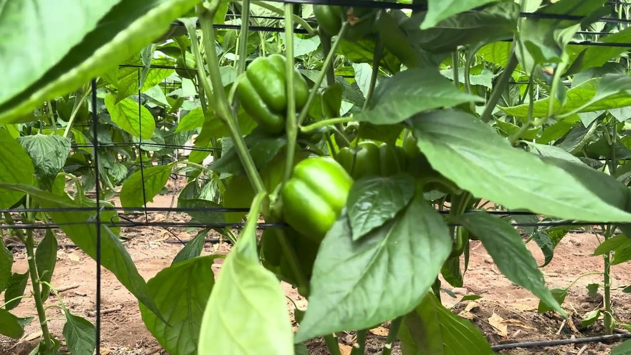 🫑🧑🏻&zwj;🌾Recomendaciones de manejo para Corozal, el pimiento california para temprano.