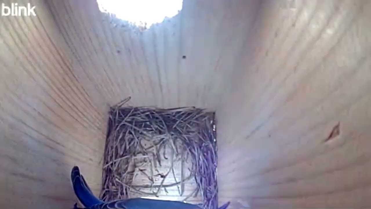 Time lapse of Bluebirds building their nest