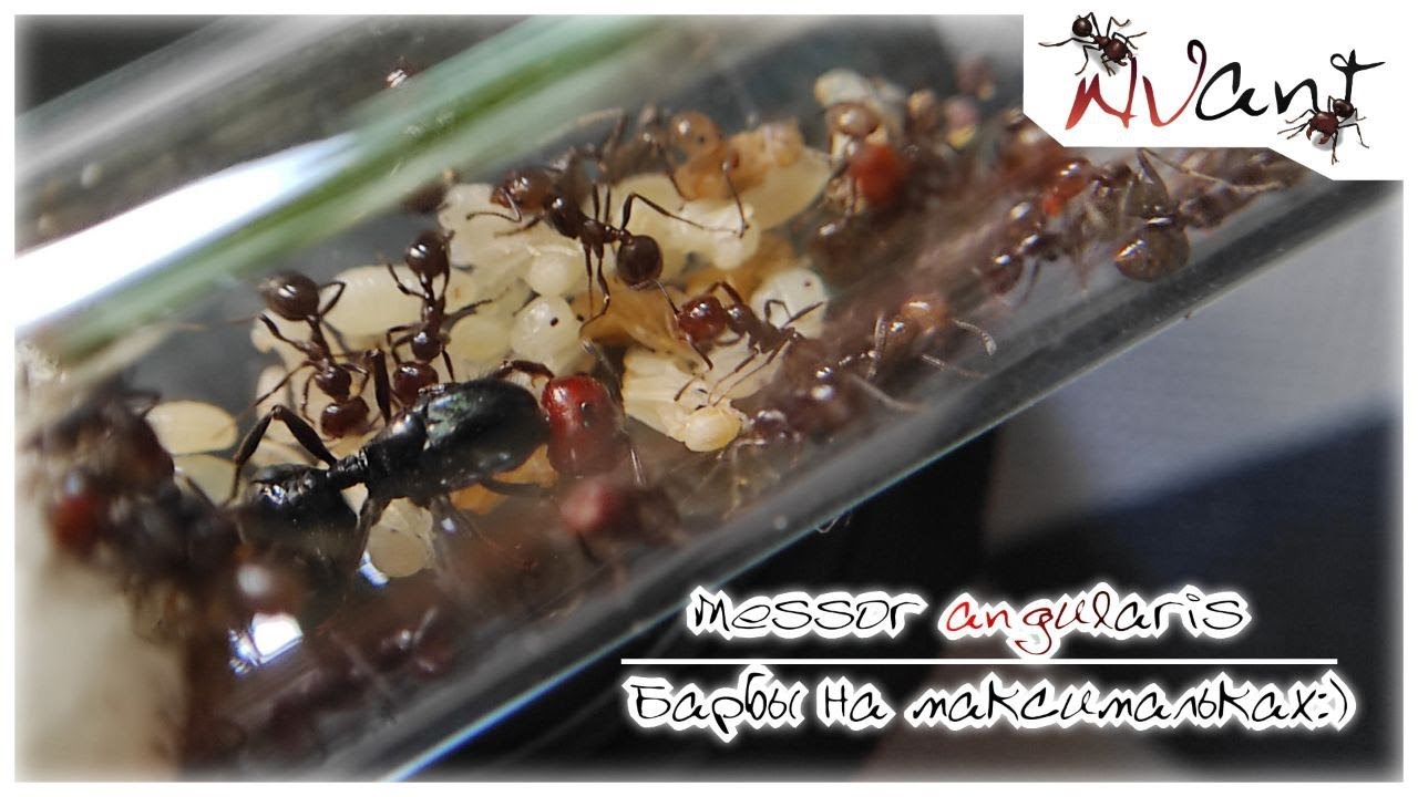 Messor angularis! Барбы на максималках:)