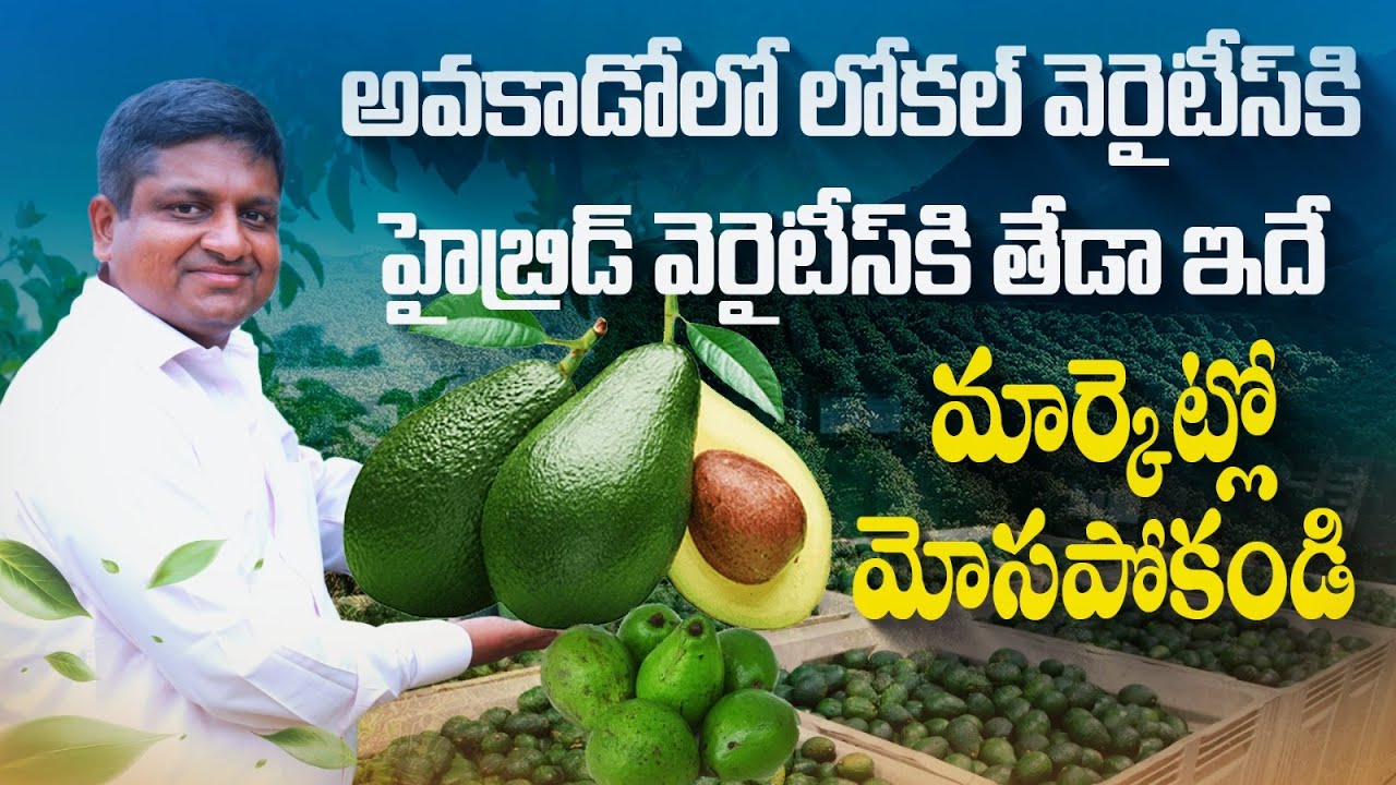 అవకాడోలో లోకల్ వెరైటీస్‍కి హైబ్రిడ్ వెరైటీస్‍కి తేడా| Local Varieties VS Hybrid Varieties in avocado
