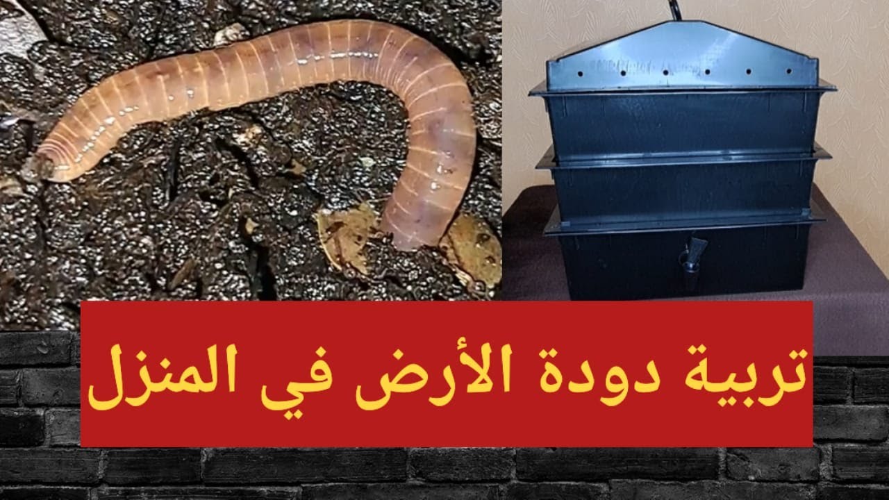 تربية دودة الارض في المنزل 2023