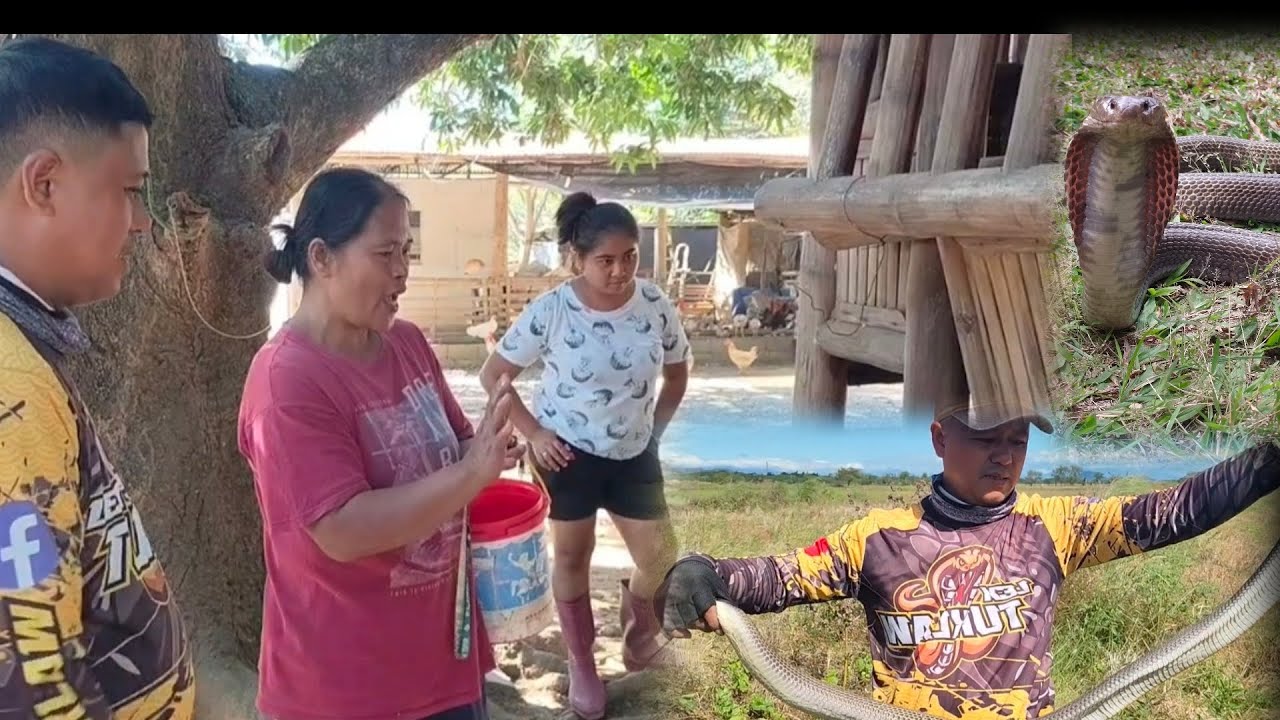MALALAKING COBRA SA GILID NG FARM