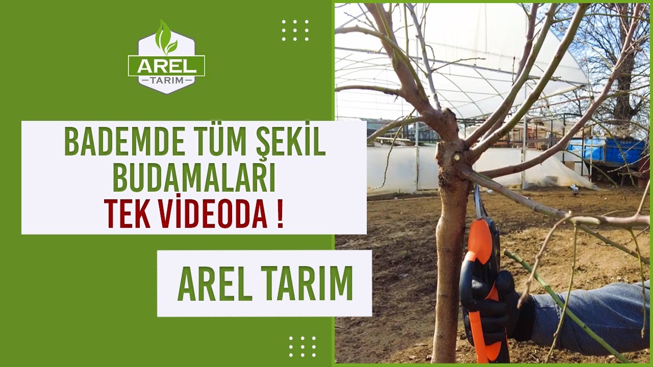 TEK VİDEODA BADEMDE 1. 2. 3. YAŞ BUDAMASI