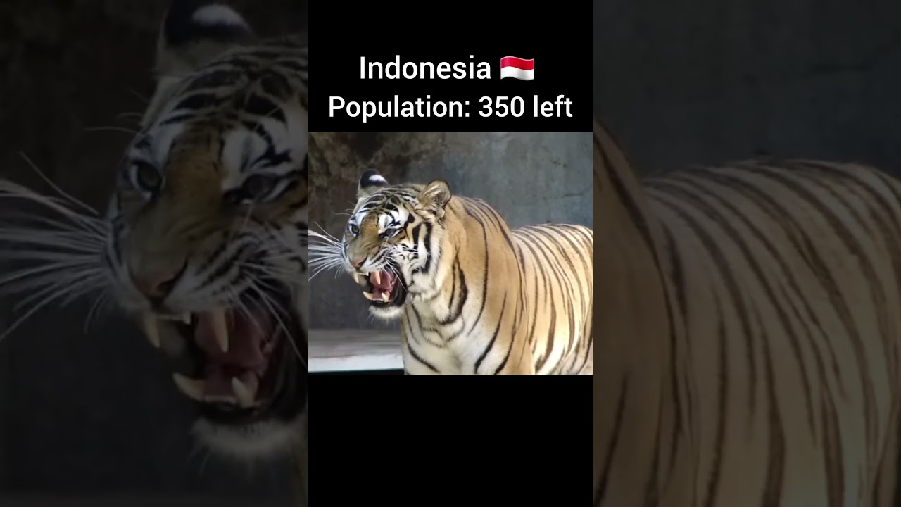 Tiger population of each country #viralvideo #youtubeshorts
