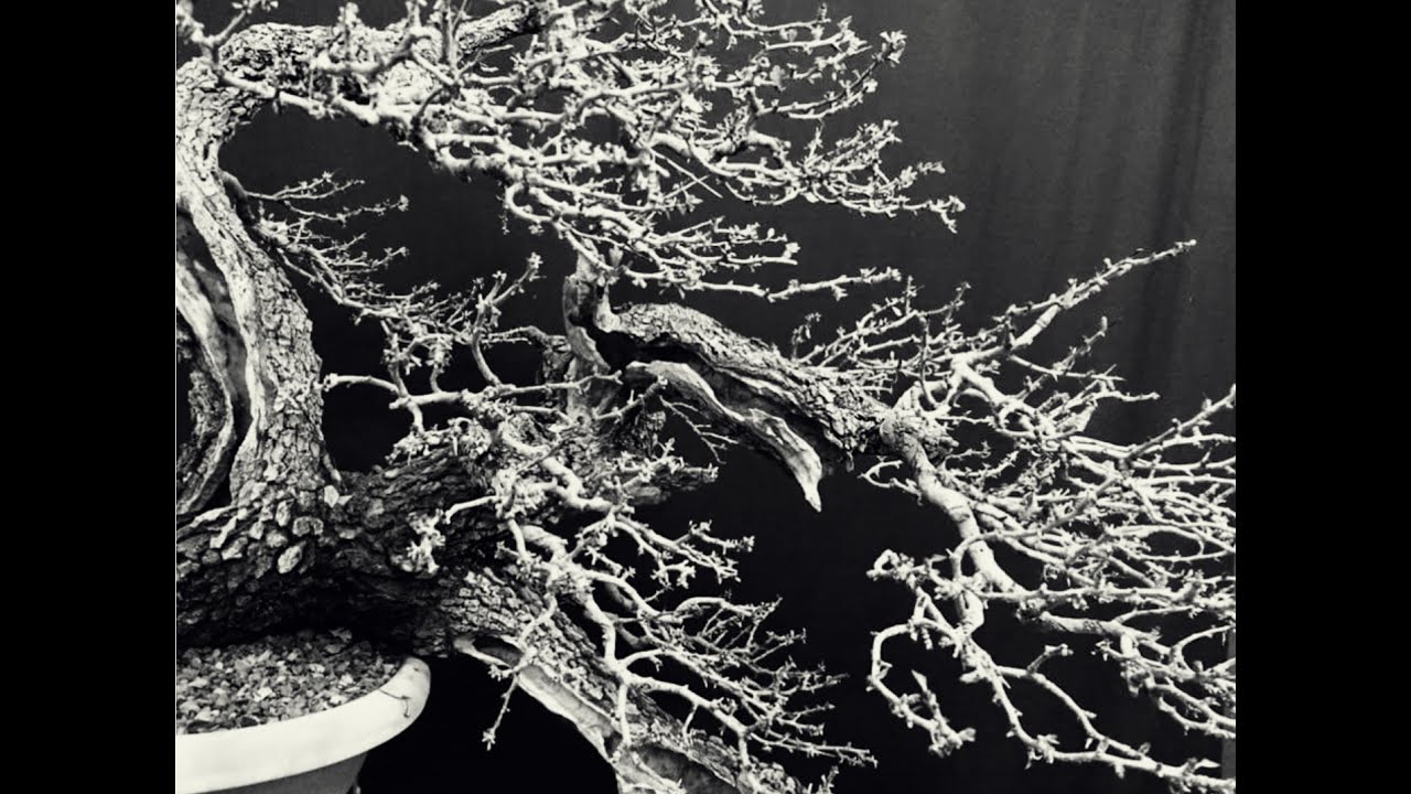 Michelangelo Bonsai History Crataegus