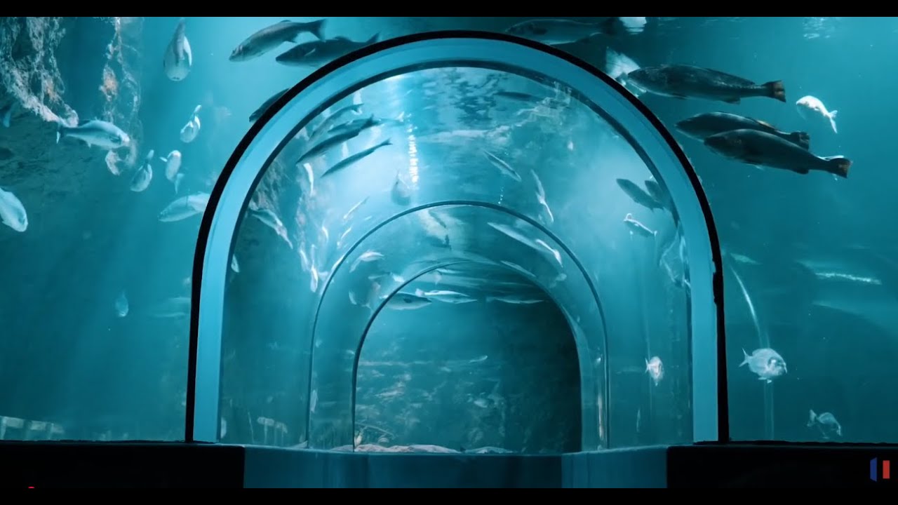 Oc&eacute;anarium Le Croisic : D&eacute;couvrez le monde sous-marin en France | 4K