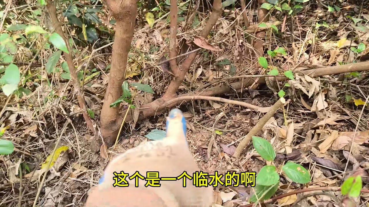 #下山桩#假鹰爪#Downhill Pile # Fake Eagle Claw