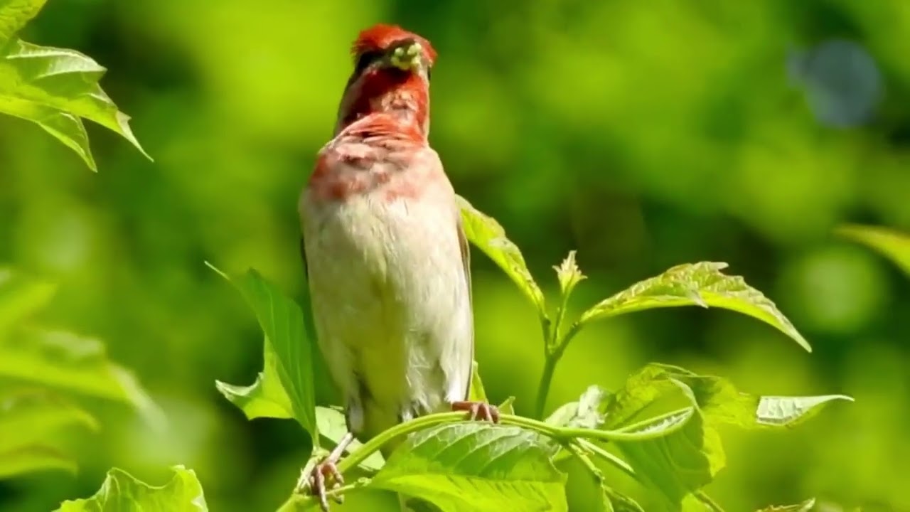 relaxing music #shortsfeed #birds #ai #relaxingmusic #relaxing #peacefullsong #peace #birdsounds