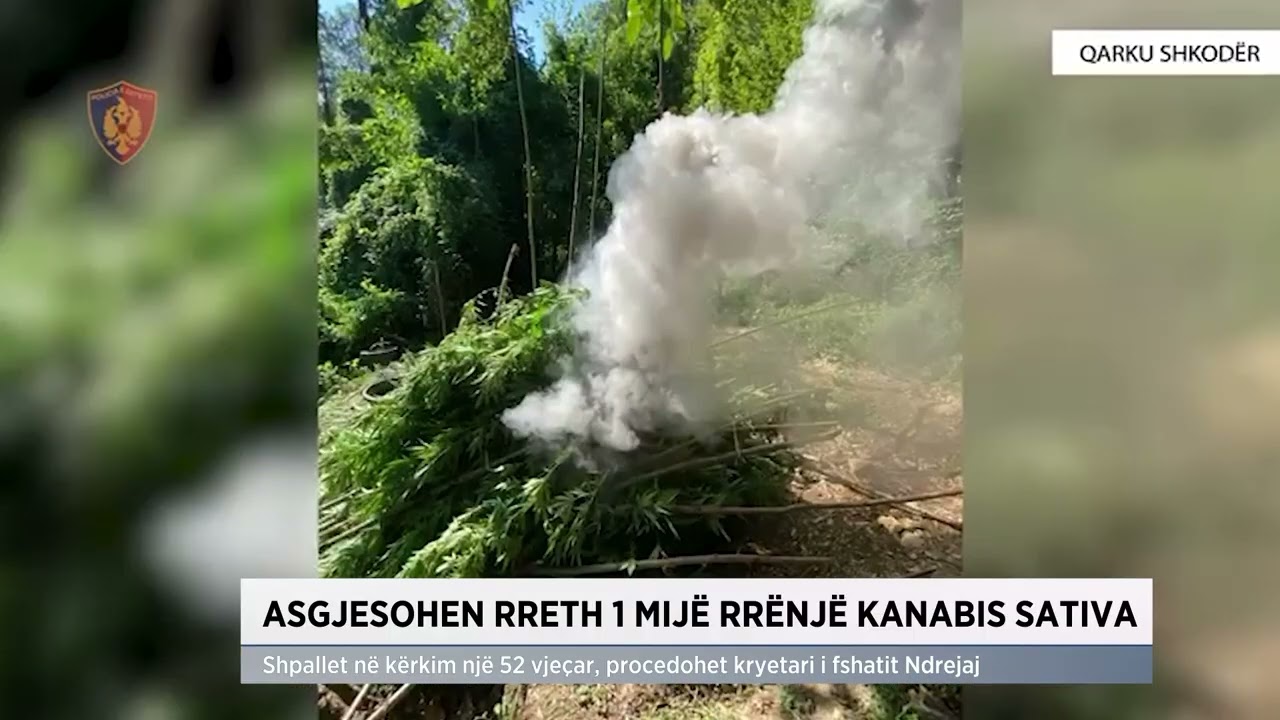 Shkodër, asgjësohen rreth 1 mijë rrënjë Cannabis Sativa