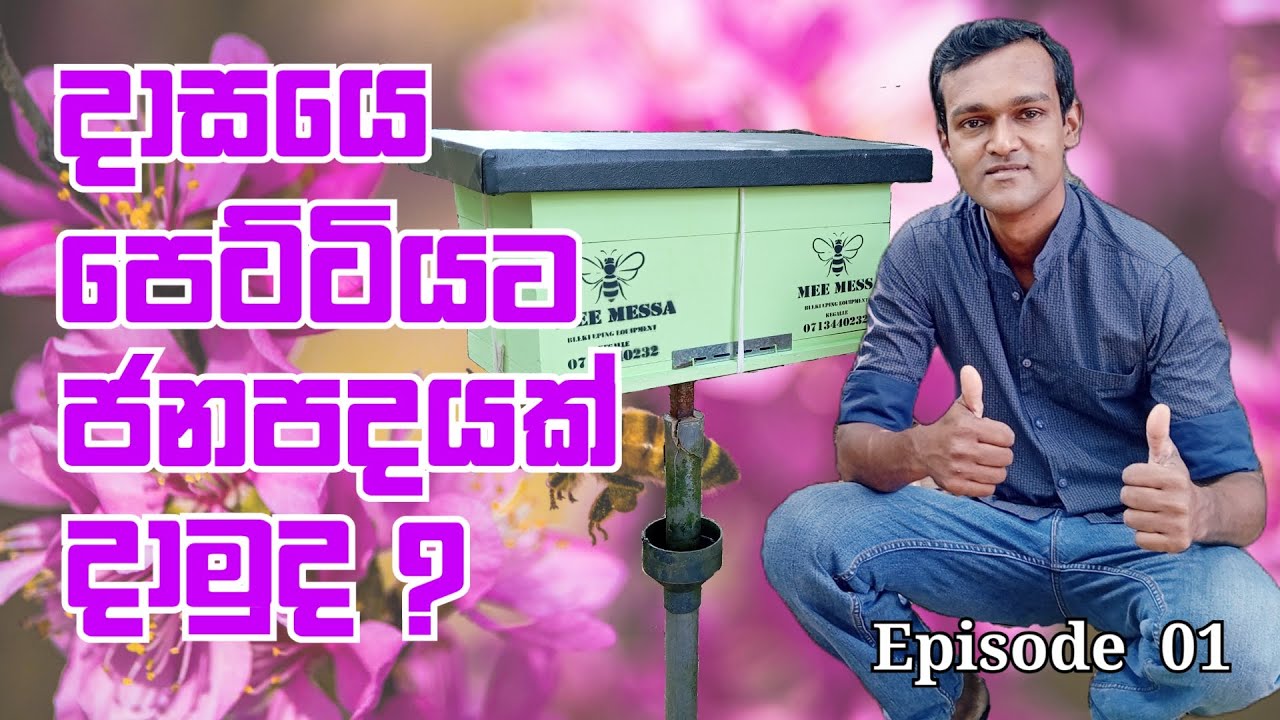 රාමු 08 පෙට්ටියක ඇති ජනපදයක් නිවැරදිව රාමු 16 පෙට්ටියකට මාරු කරමු | Transferring a Bee colony