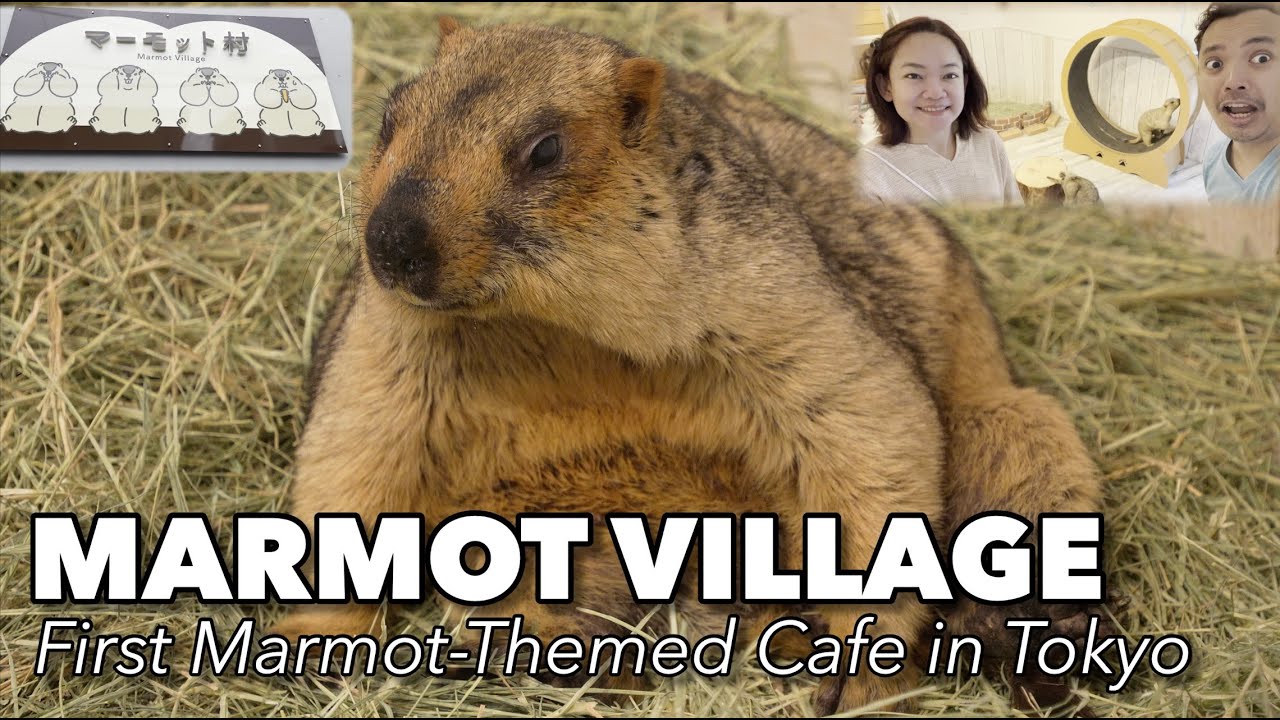 Cutest Marmot Café in Tokyo | Inside Japan's First Marmot Village!