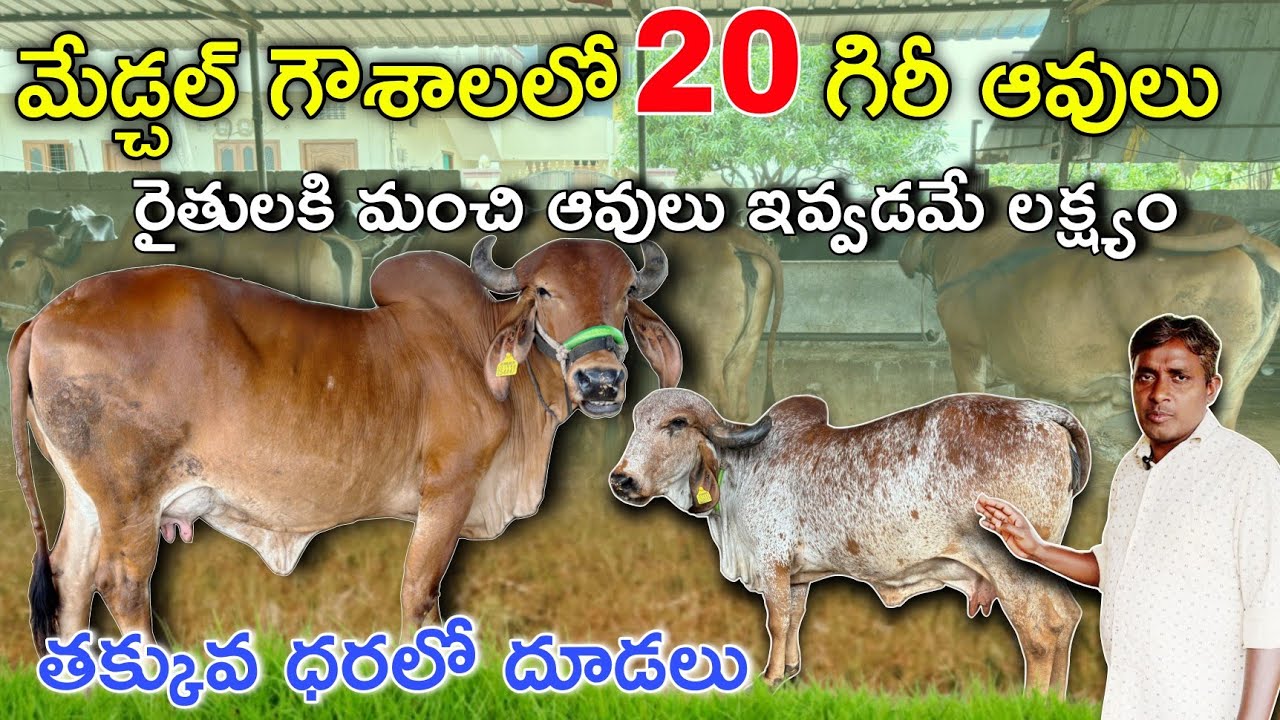 మేడ్చల్ గౌశాలలో 20 గిరీ ఆవులు రైతులకి మంచి ఆవులు ఇవ్వడమే లక్ష్యం | 7893952350 | తక్కువ ధరలో దూడలు