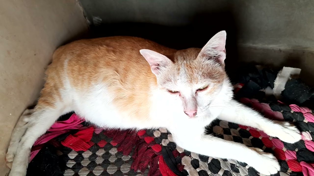 Nearly giving birth mom cat in the pagoda, We are  waiting together 