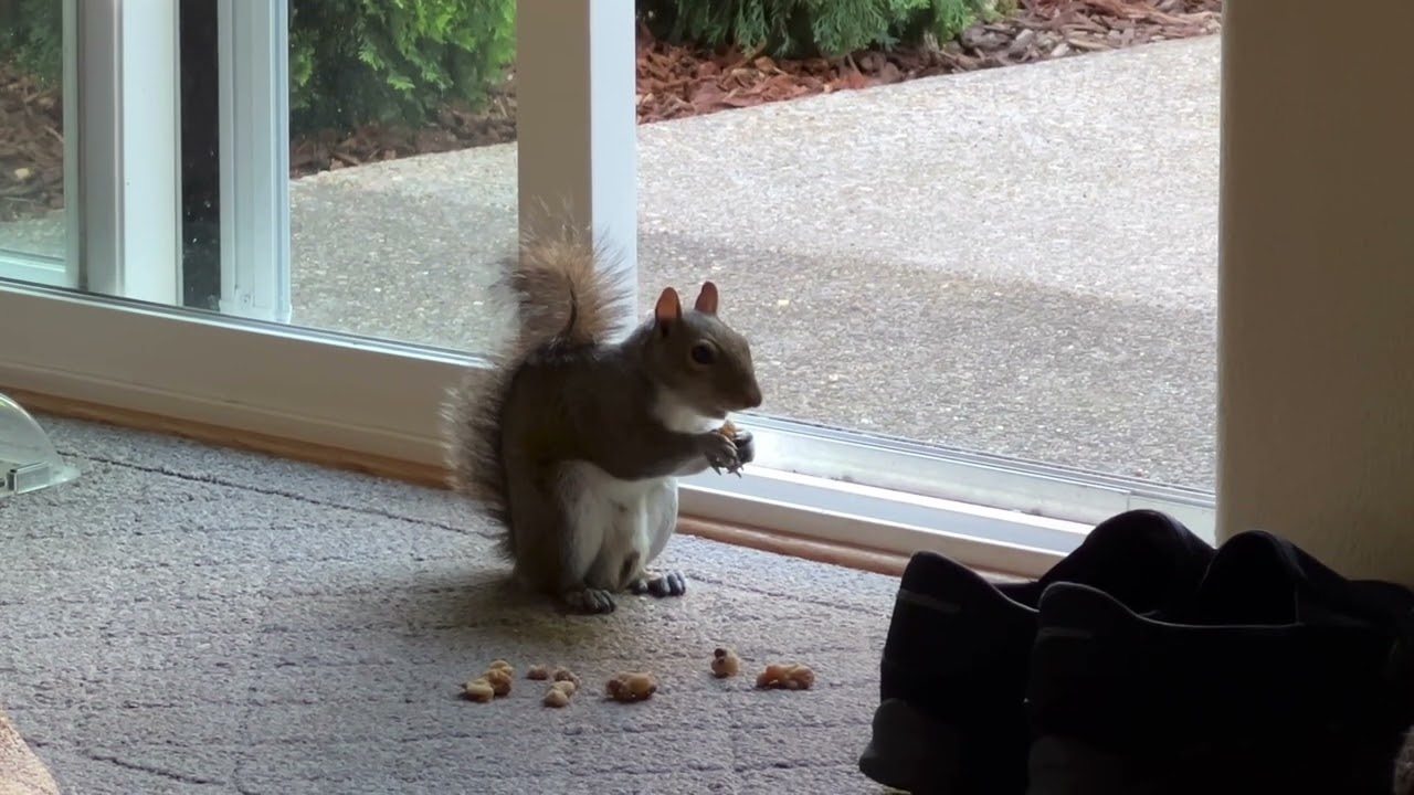 Just Three and a Half Minutes of a Squirrel Having Breakfast in Our House.