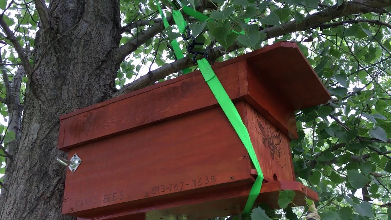 Swarm Box Build & Install/Placement in a Tree