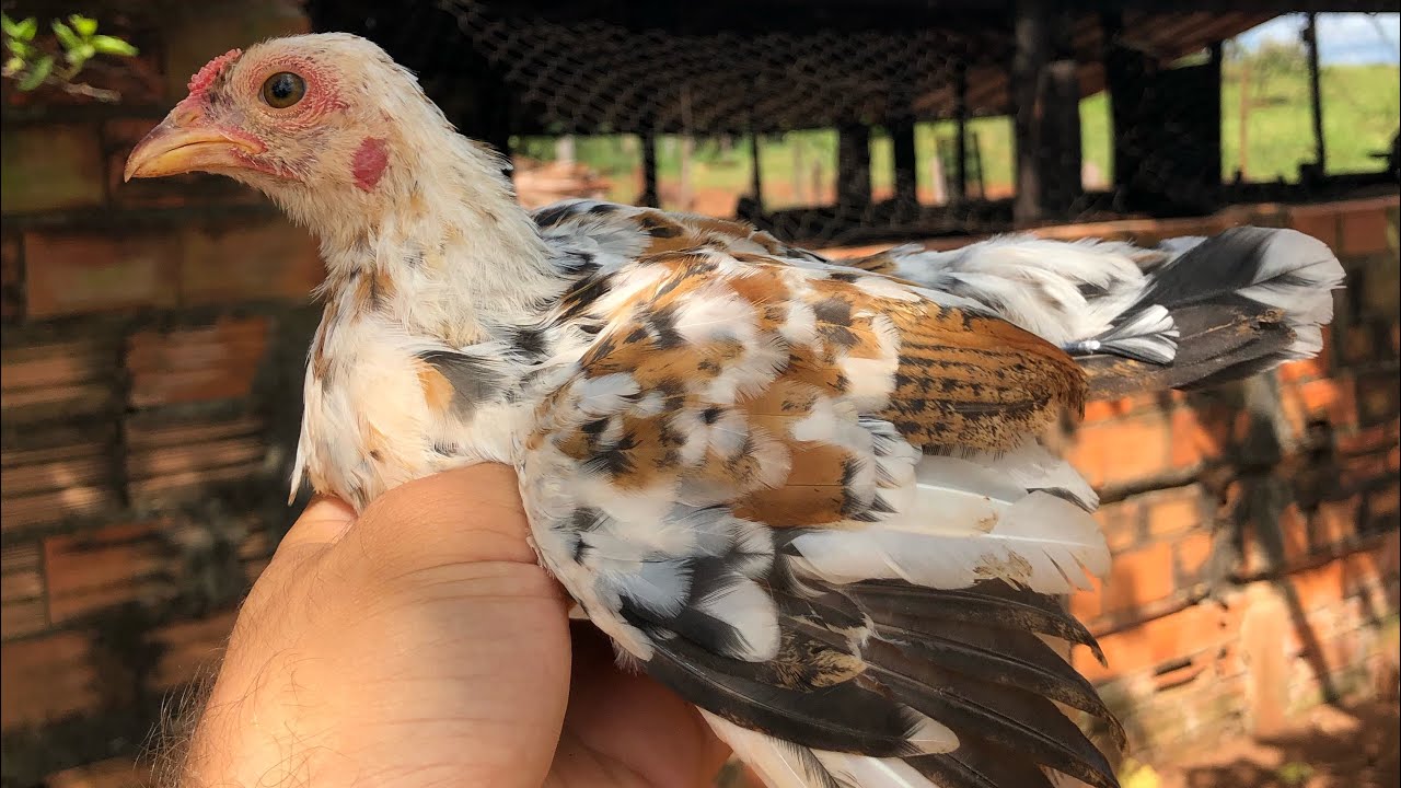 Atualização: Angolinhas Brancas + Mostrando pintinhos de galinha caipira e de garnisés |várias raças
