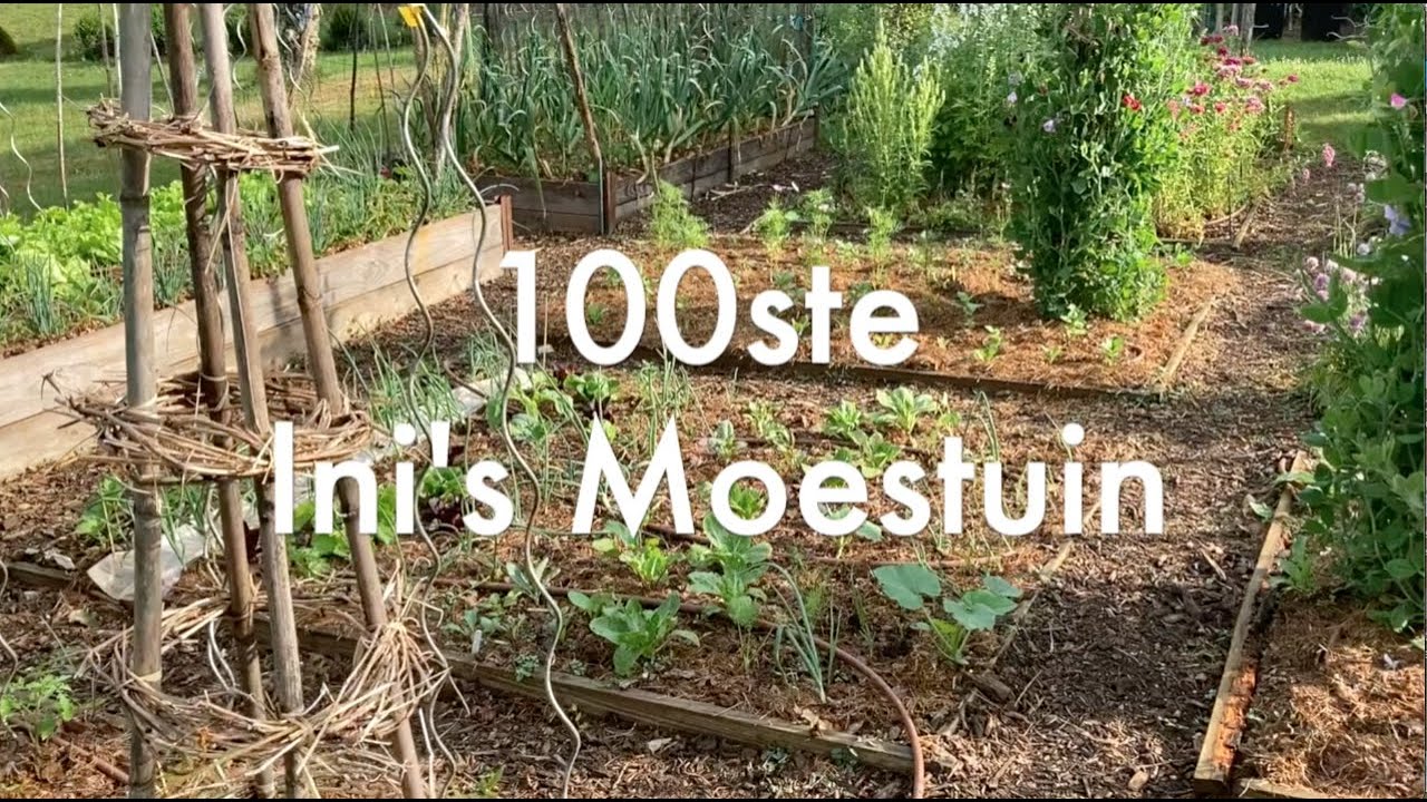 Ini's Moestuin #100 - Feest, dus een actie & hoe watergeven tijdens droogte & sperziebonen zaaien.