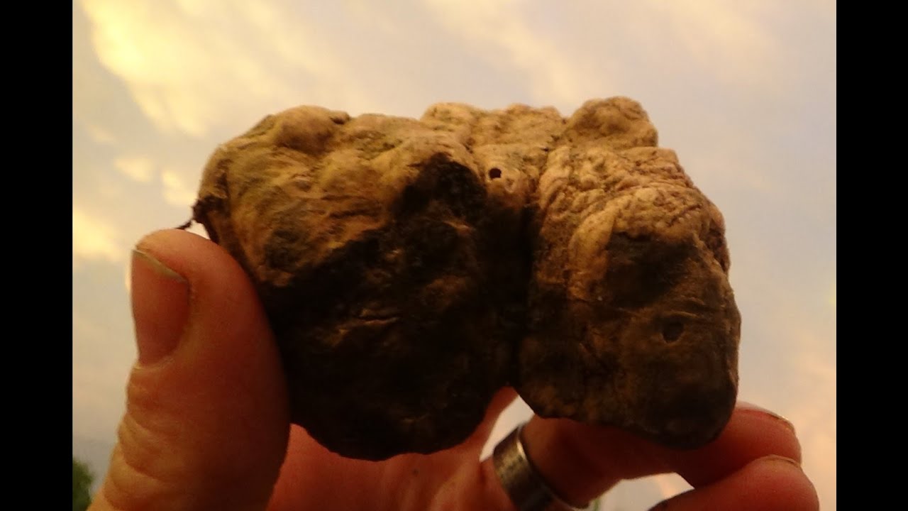 TUBER MAGNATUM PICO- TARTUFO BIANCO PREGIATO 2021 : COLPO DI TOPA !!!