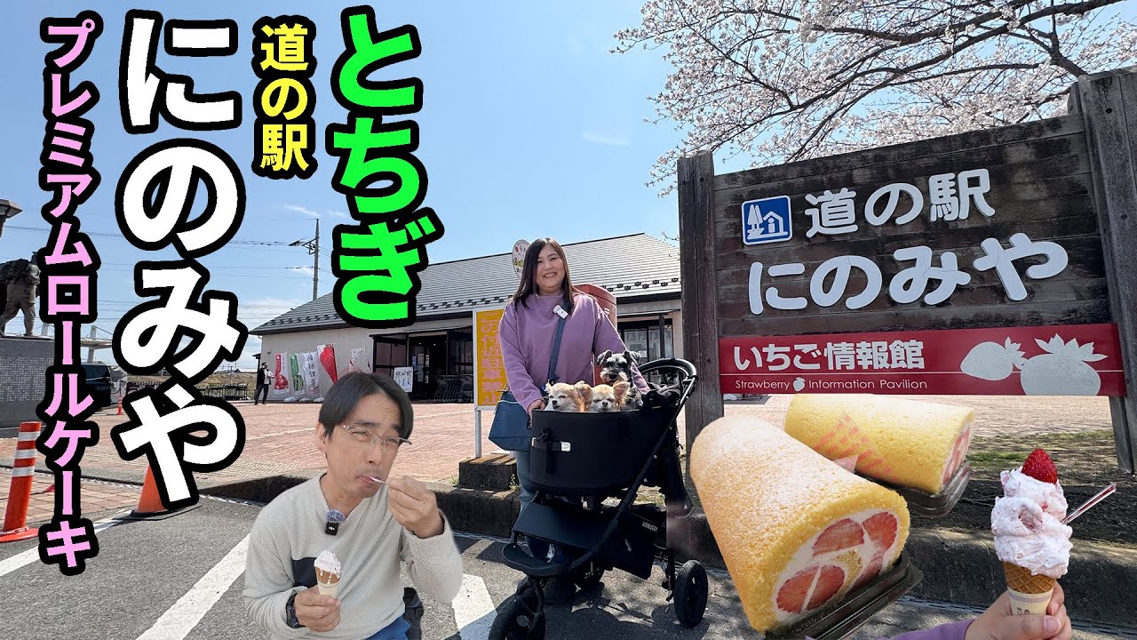 【車中泊】アラフィフ夫婦と３わんでゆく ぶらり春のとちぎ車中泊の旅～いちご生産量日本一の真岡へ。道の駅にのみやの絶品とちひめジェラートが登場！