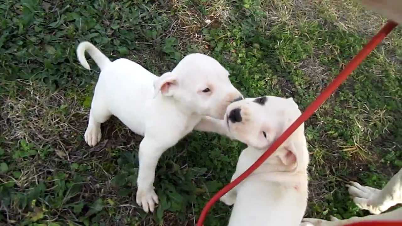 Dogo Argentino puppies (Galla De Indios Latinos x Pangare De La Catorce)