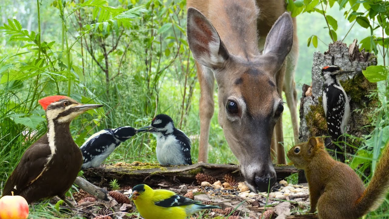 🔴 24/7 Weekend Bird Cam (No Ads) - Deer, Squirrels & Joyful Baby Birds