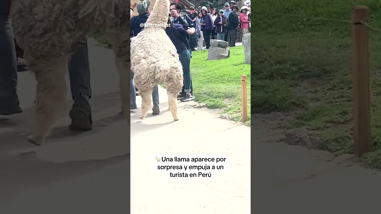 Llama ataca a turista #llamas #peru #turistas #llama #animales #humor #shorts #parati #animal #flame