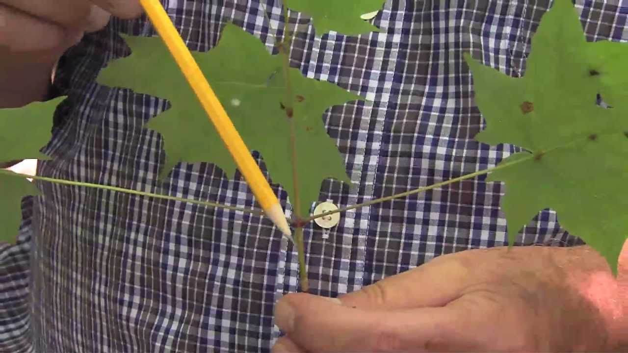 ALTERNATE & OPPOSITE LEAF ARRANGEMENT