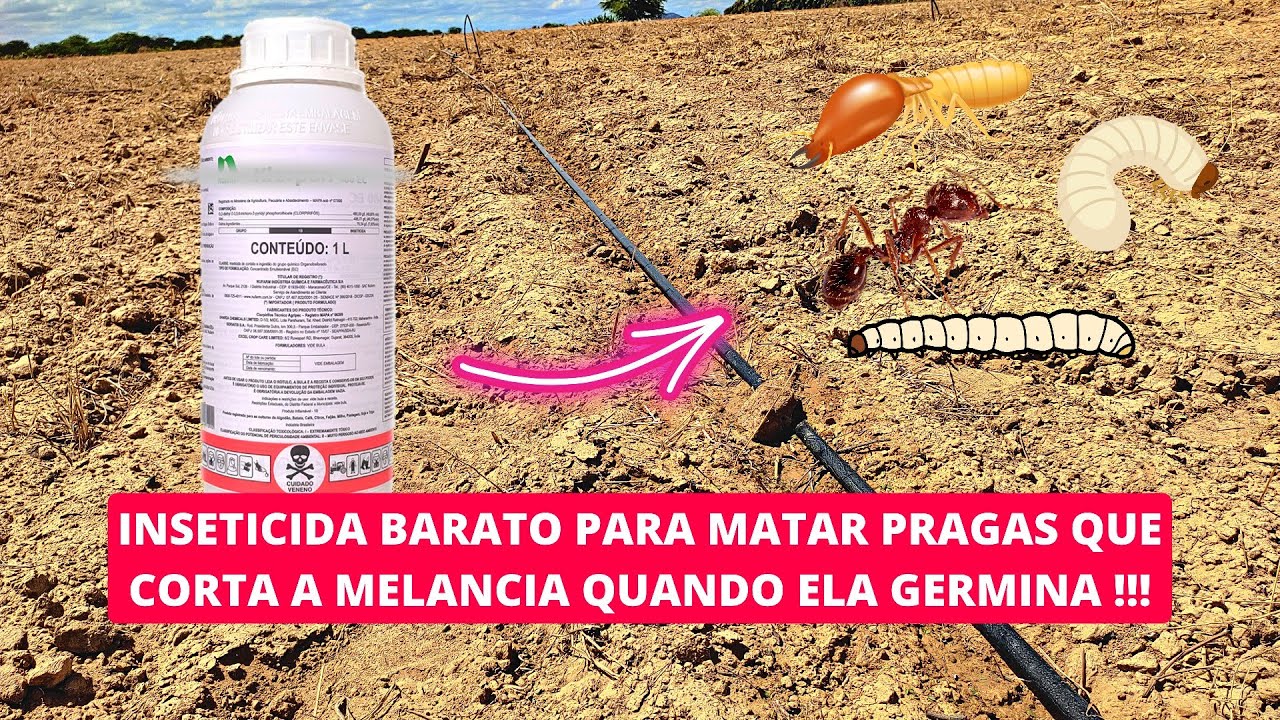 INSETICIDA BARATO PARA PRAGAS QUE ATACAR A MELANCIA NA GERMINAÇÃO