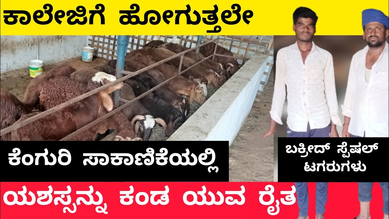 ಕೆಂಗುರಿ ಸಾಕಾಣಿಕೆ ಮಾಹಿತಿ | BAKRID SPECIAL KENGURI SHEEP FARMING | SHEEP FARMING |