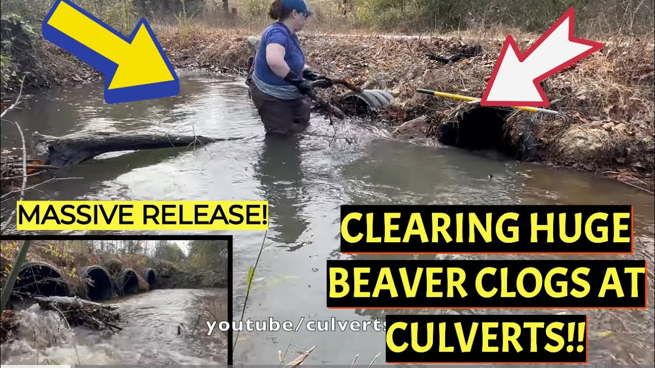 UNCLOGGING MASSIVE BEAVER CLOGGED CULVERTS!! 12/2024 NT#64