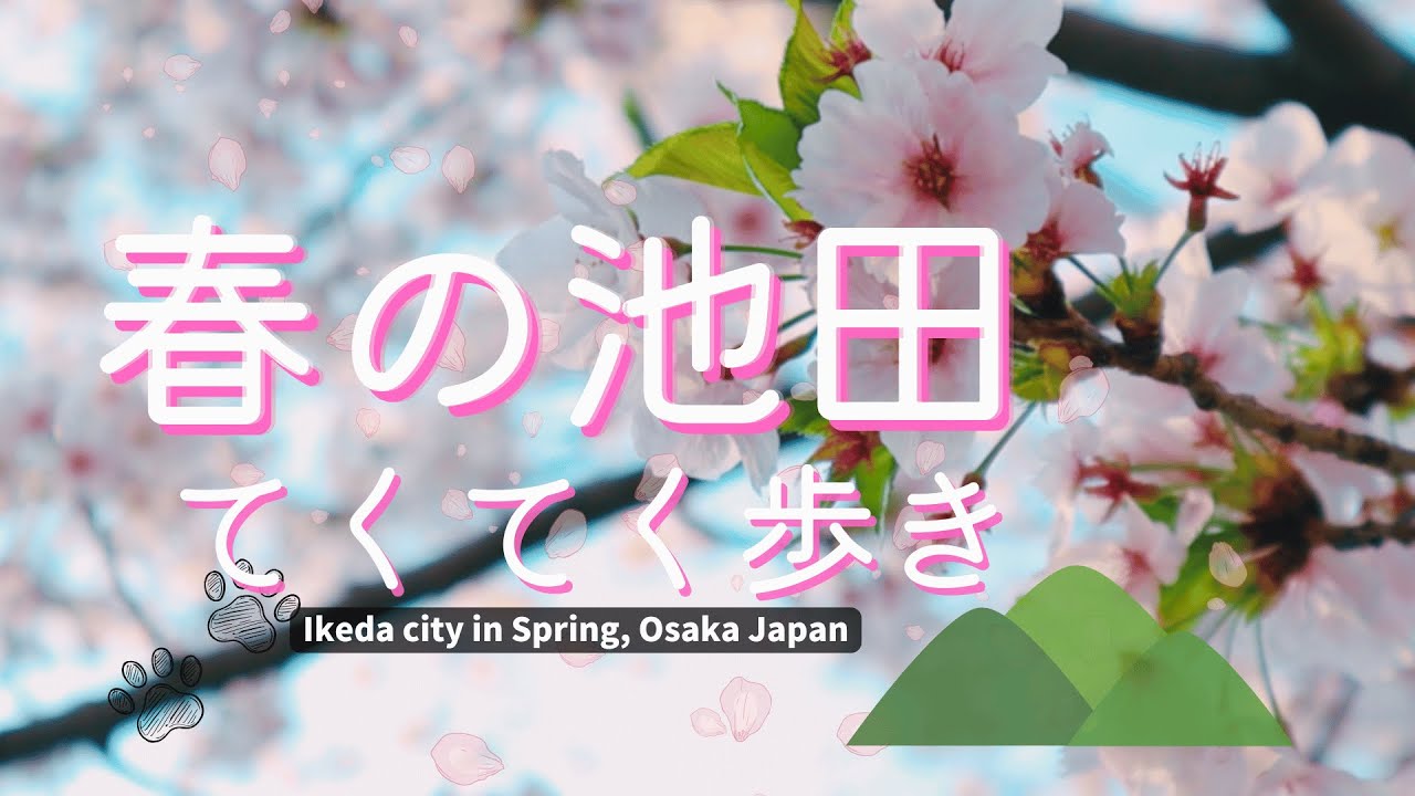 桜咲く池田市をてくてくおさんぽ｜大阪・春の朝Vlog🌸Walking around 