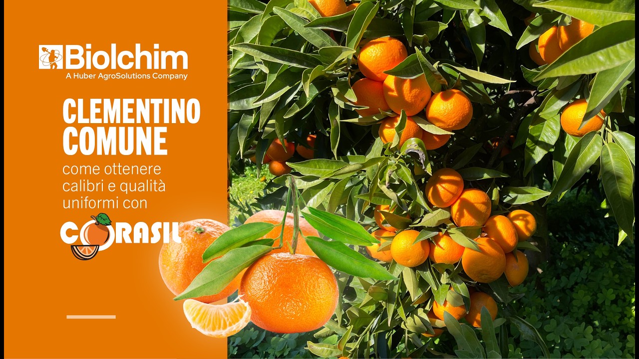 Clementino, come ottenere calibri e qualità uniformi con CORASIL