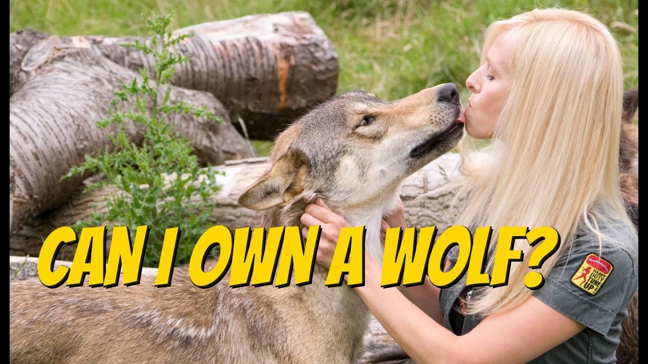 CZECHOSLOVAKIAN WOLFDOG - Should you get one?