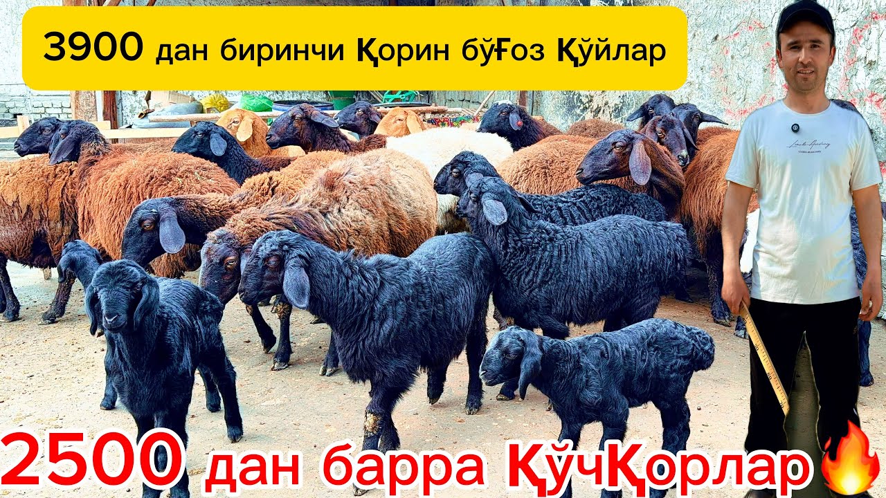 2500 дан барра қўзилар🔥3900 га егизчи бўғоз қўйлар