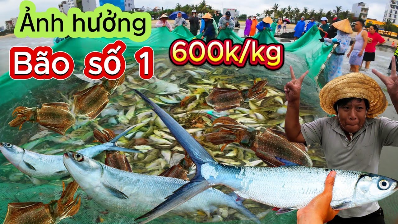 Toàn Cảnh Ngư Dân Trúng Mẻ Cá Dạ Trường Mực Lá 600k/kg || Tại Làng Chài Mân Thái TP Đà Nẵng